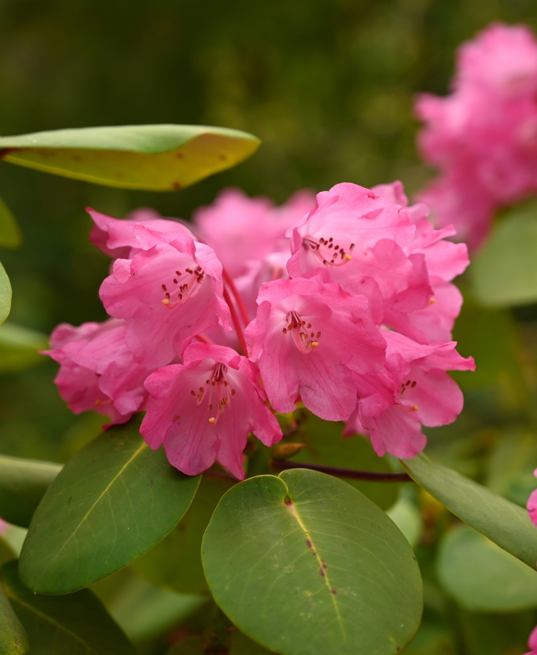 R. orbiculare AGM